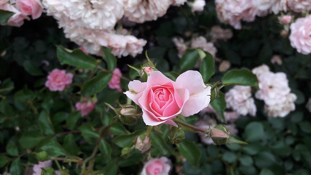 rose-1513176_640